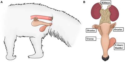 Background and common lesions in the female reproductive organs of giant anteaters (Myrmecophaga tridactyla)